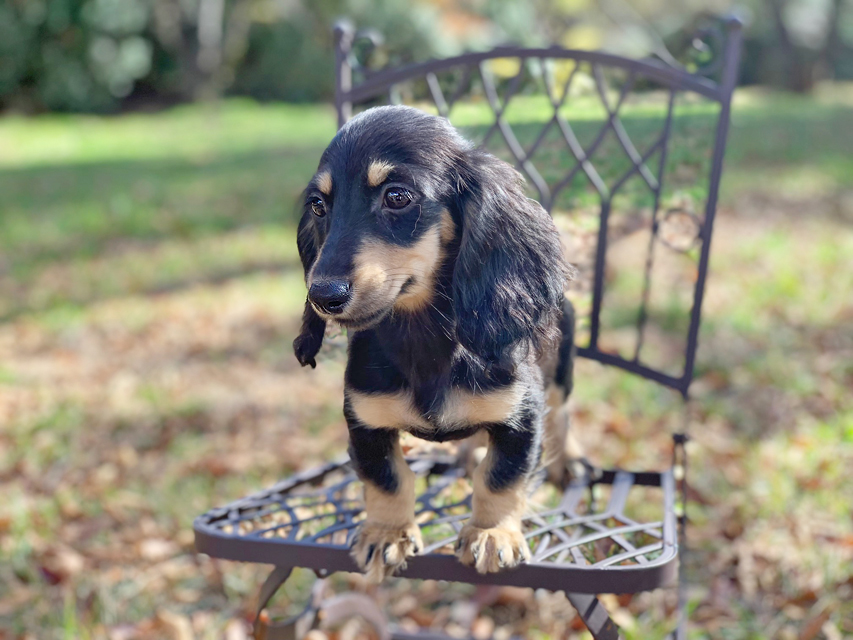 カニンヘンダックスフンド アビスmt & バロンmtの子犬 ブラックイエロー(ブラッククリーム) 女の子IMG_0203 カニンヘンダックスフンド アビスmt & バロンmtの子犬 ブラックイエロー(ブラッククリーム) 女の子
