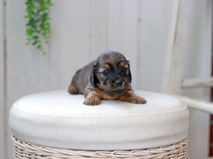 ミニチュアダックスフンド ジャジー&パンチの子犬 レッド 女の子IMG_0205 ミニチュアダックスフンド ジャジー&パンチの子犬 レッド 女の子