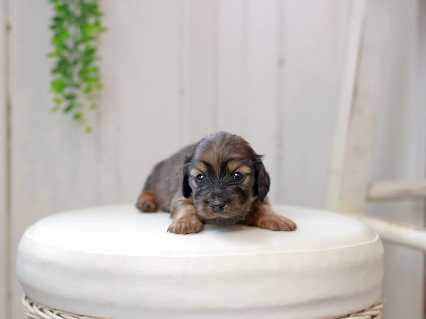 ミニチュアダックスフンド ジャジー&パンチの子犬 レッド 女の子IMG_0206 ミニチュアダックスフンド ジャジー&パンチの子犬 レッド 女の子