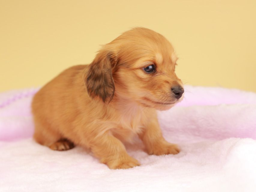 カニンヘン ダックスフンド ププリン & スカッシュの子犬 レッド 男の子