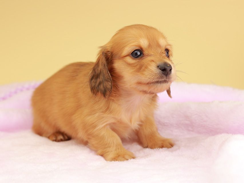 カニンヘン ダックスフンド ププリン & スカッシュの子犬 レッド 男の子