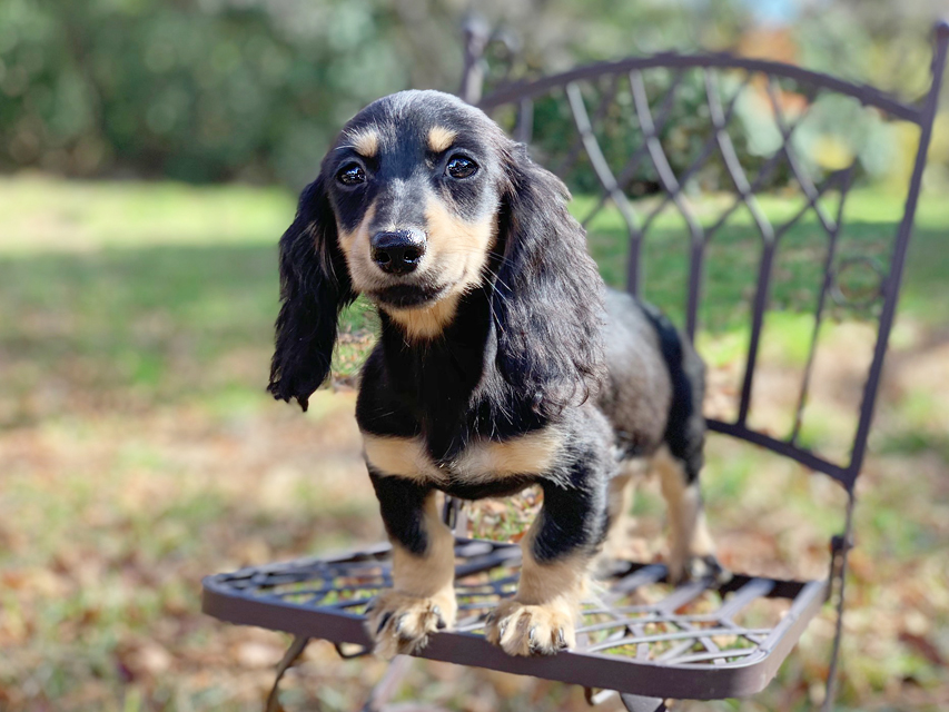カニンヘンダックスフンド アビスmt & バロンmtの子犬 ブラックイエロー(ブラッククリーム) 女の子IMG_0218 カニンヘンダックスフンド アビスmt & バロンmtの子犬 ブラックイエロー(ブラッククリーム) 女の子