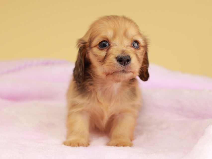 カニンヘン ダックスフンド ププリン & スカッシュの子犬 ペールレッド 男の子IMG_0218 カニンヘン ダックスフンド ププリン & スカッシュの子犬 ペールレッド 男の子