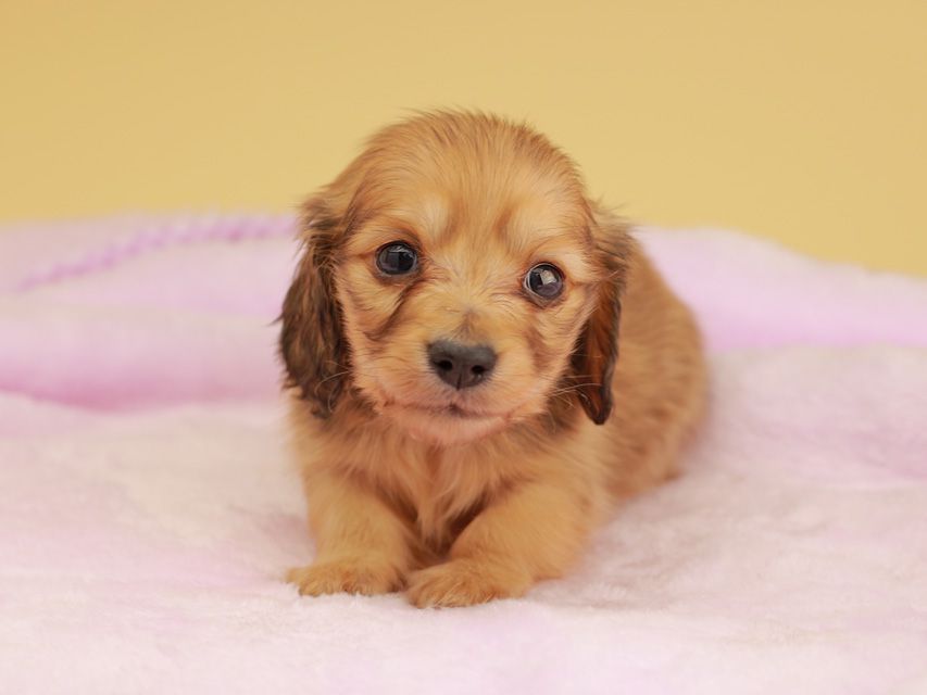 カニンヘン ダックスフンド ププリン & スカッシュの子犬 ペールレッド 男の子IMG_0220 カニンヘン ダックスフンド ププリン & スカッシュの子犬 ペールレッド 男の子