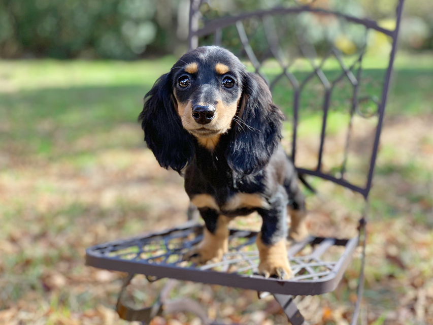 カニンヘンダックスフンド ルースmt & バロンmtの子犬 ブラックタン 女の子（2）