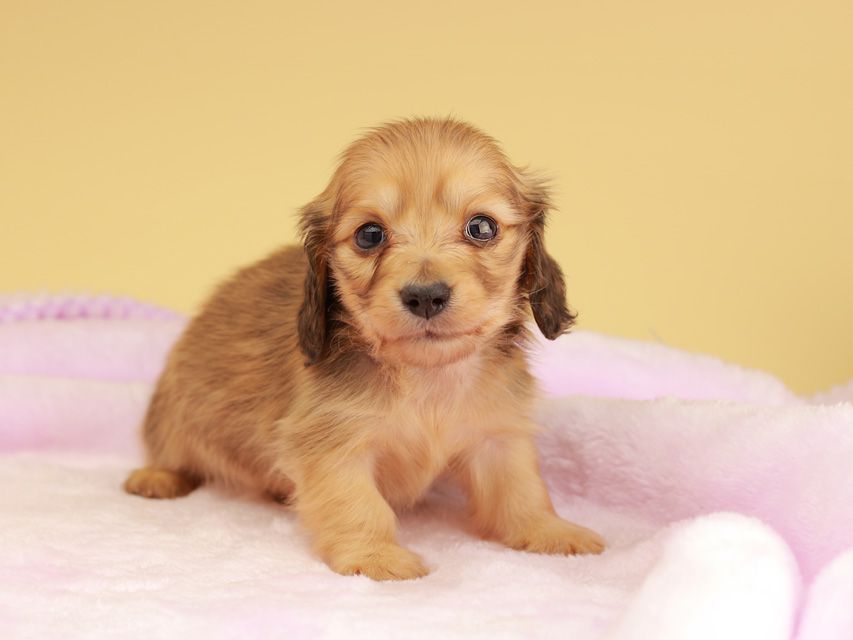 カニンヘン ダックスフンド ププリン & スカッシュの子犬 ペールレッド 男の子IMG_0226 カニンヘン ダックスフンド ププリン & スカッシュの子犬 ペールレッド 男の子