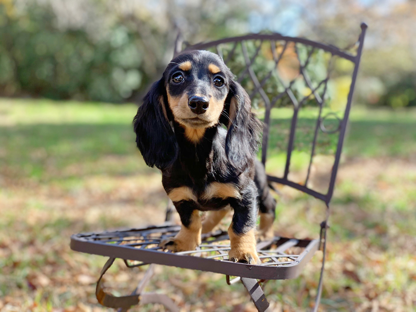 カニンヘンダックスフンド ルースmt & バロンmtの子犬 ブラックタン 女の子（2）