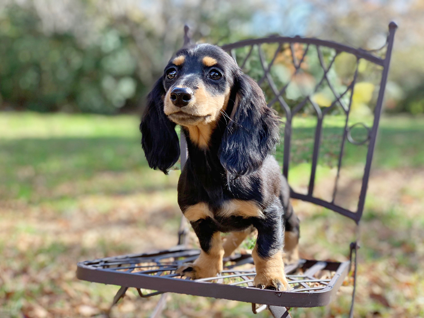 カニンヘンダックスフンド ルースmt & バロンmtの子犬 ブラックタン 女の子（2）