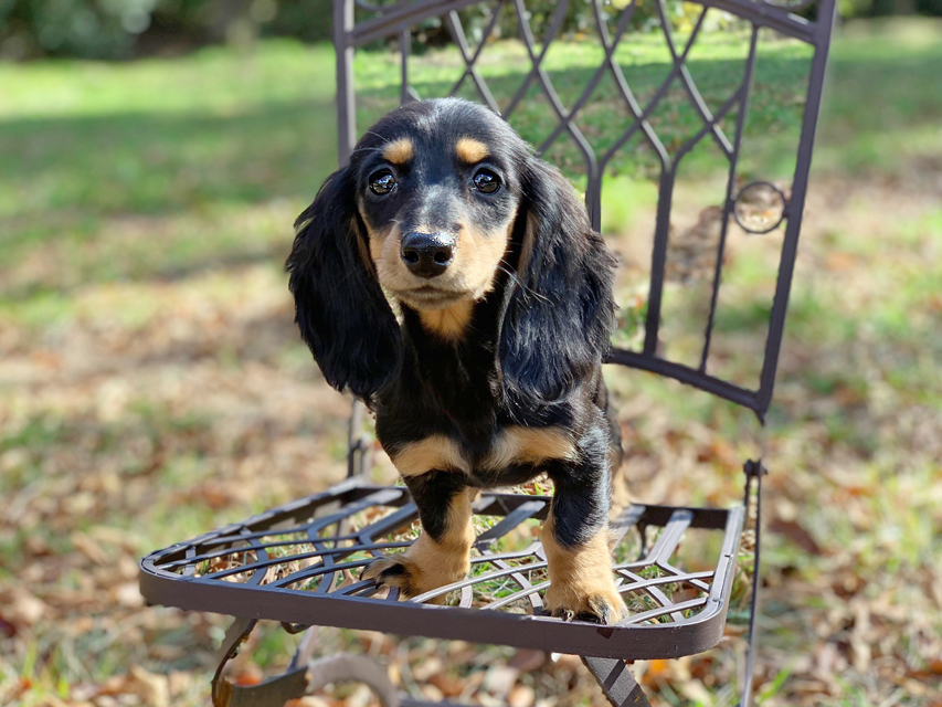カニンヘンダックスフンド ルースmt & バロンmtの子犬 ブラックタン 女の子（2）