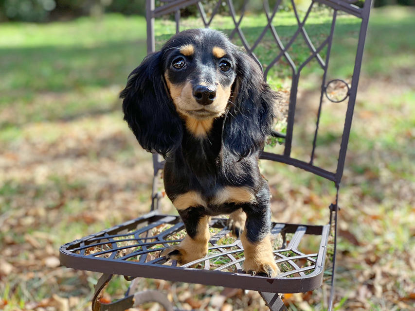 カニンヘンダックスフンド ルースmt & バロンmtの子犬 ブラックタン 女の子（2）