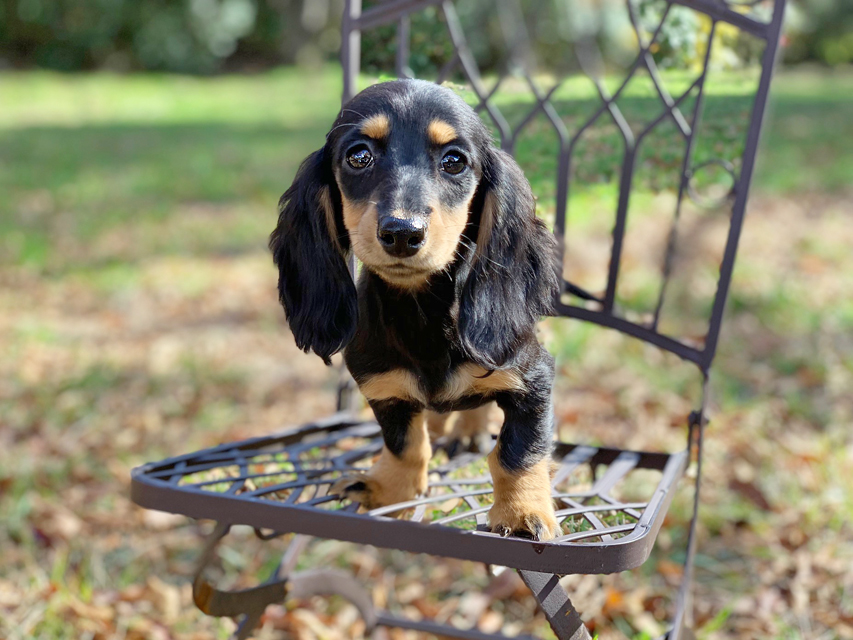 カニンヘンダックスフンド ルースmt & バロンmtの子犬 ブラックタン 女の子（2）