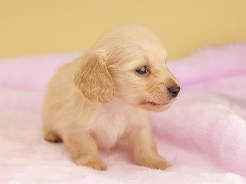 カニンヘン ダックスフンド ププリン & スカッシュの子犬 ペールイエロー（ピュアクリーム） 男の子