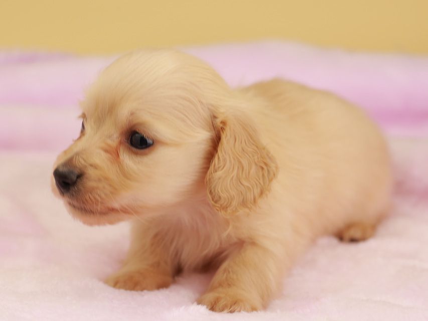 カニンヘン ダックスフンド ププリン & スカッシュの子犬 ペールイエロー（ピュアクリーム） 男の子