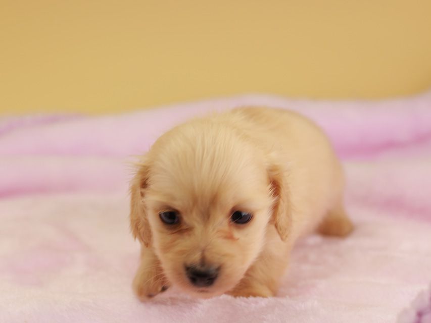 カニンヘン ダックスフンド ププリン & スカッシュの子犬 ペールイエロー（ピュアクリーム） 男の子