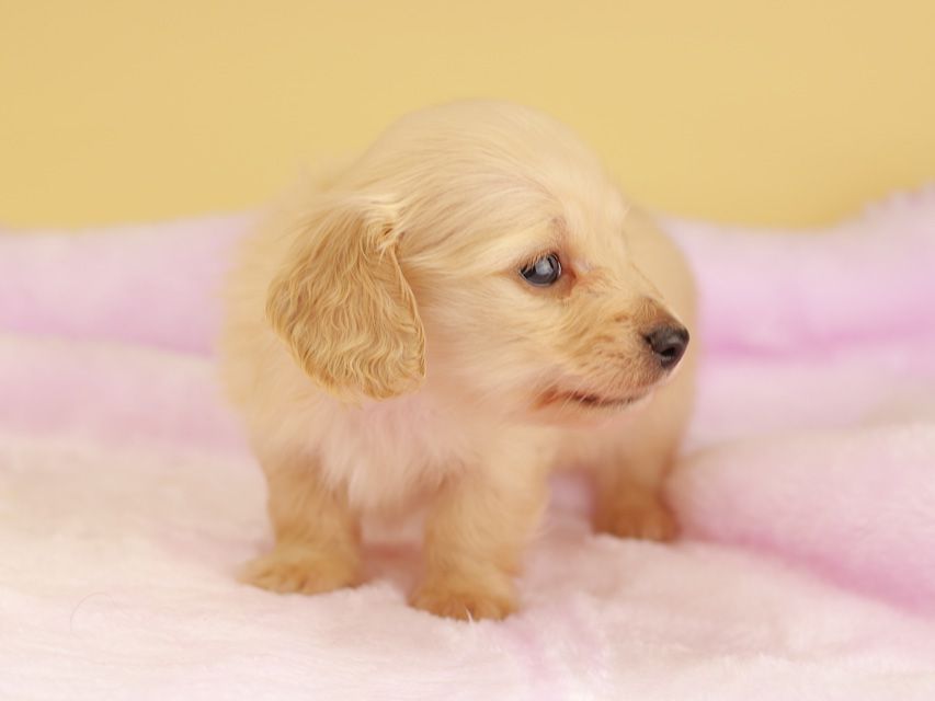 カニンヘン ダックスフンド ププリン & スカッシュの子犬 ペールイエロー（ピュアクリーム） 男の子