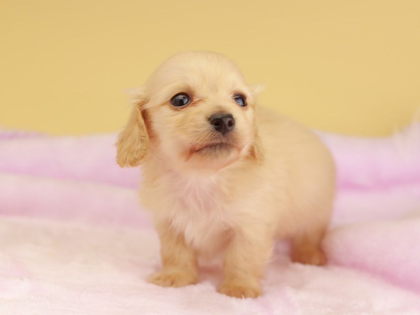カニンヘン ダックスフンド ププリン & スカッシュの子犬 ペールイエロー（ピュアクリーム） 男の子