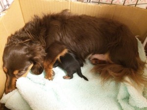 ダックスフンド カニンヘン コラム 11/23出産しました ブラックタン女の子1 我が家に残ります 名前はラムネちゃん
