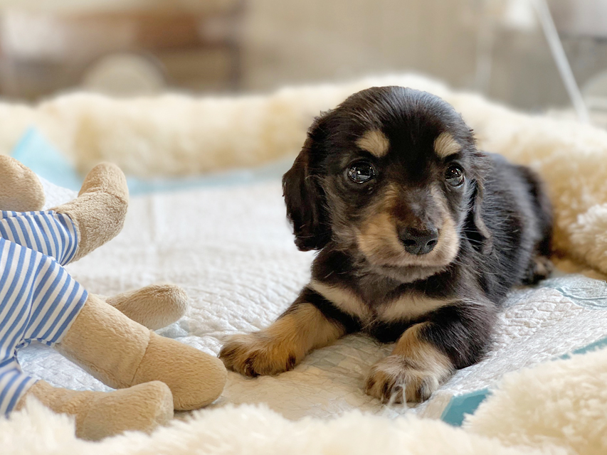 カニンヘンダックスフンド コリン & スカッシュの子犬 ブラックイエロー（ブラッククリーム） 男の子
