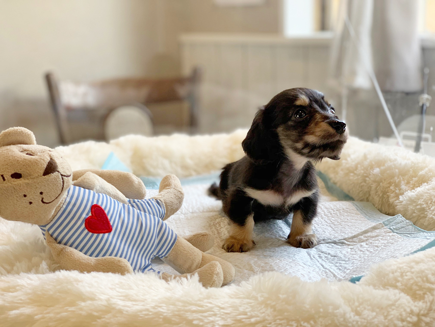 カニンヘンダックスフンド コリン & スカッシュの子犬 ブラックイエロー（ブラッククリーム） 男の子