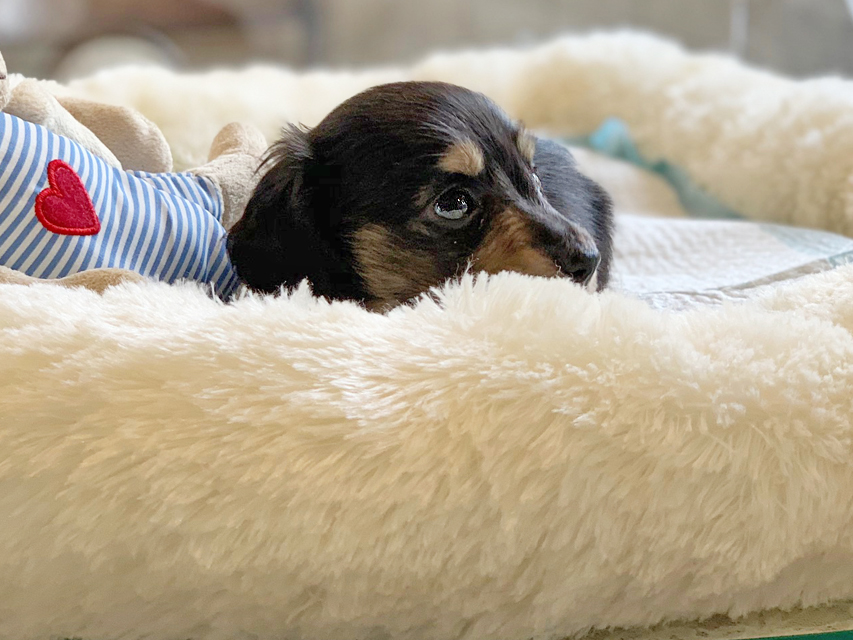 カニンヘンダックスフンド コリン & スカッシュの子犬 ブラックイエロー（ブラッククリーム） 男の子