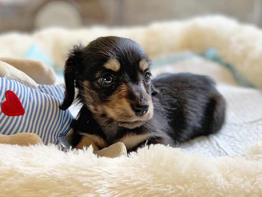 カニンヘンダックスフンド コリン & スカッシュの子犬 ブラックイエロー（ブラッククリーム） 男の子