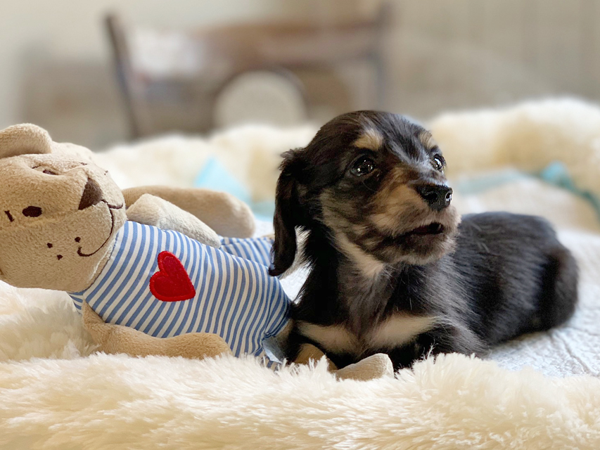 カニンヘンダックスフンド コリン & スカッシュの子犬 ブラックイエロー（ブラッククリーム） 男の子