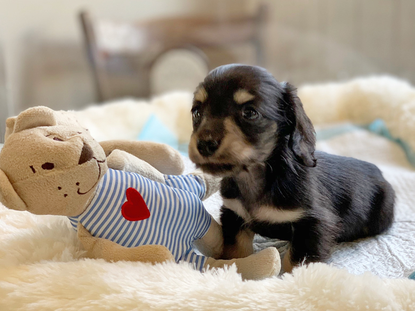 カニンヘンダックスフンド コリン & スカッシュの子犬 ブラックイエロー（ブラッククリーム） 男の子