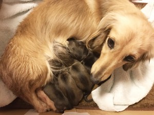 ダックスフンド カニンヘン わかば 12/17出産