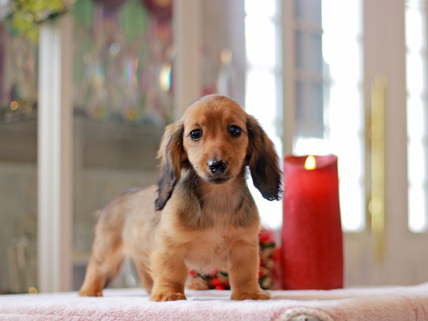 カニンヘン ダックスフンド ローリー & ジェットの子犬 レッド 女の子