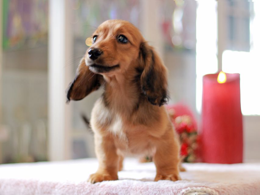 カニンヘン ダックスフンド ローリー & ジェットの子犬 レッド 女の子