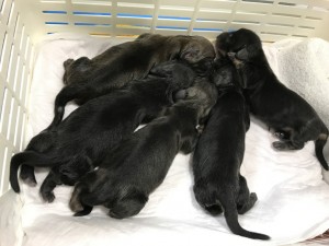 月子2016年12月 子犬の出産 男の子3、女の子2