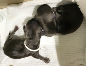 キャラメル 12/29出産しました