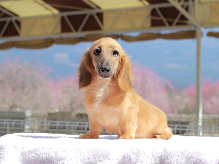 カニンヘン ダックスフンド カメオ ＆ ボノの子犬 レッド 男の子
