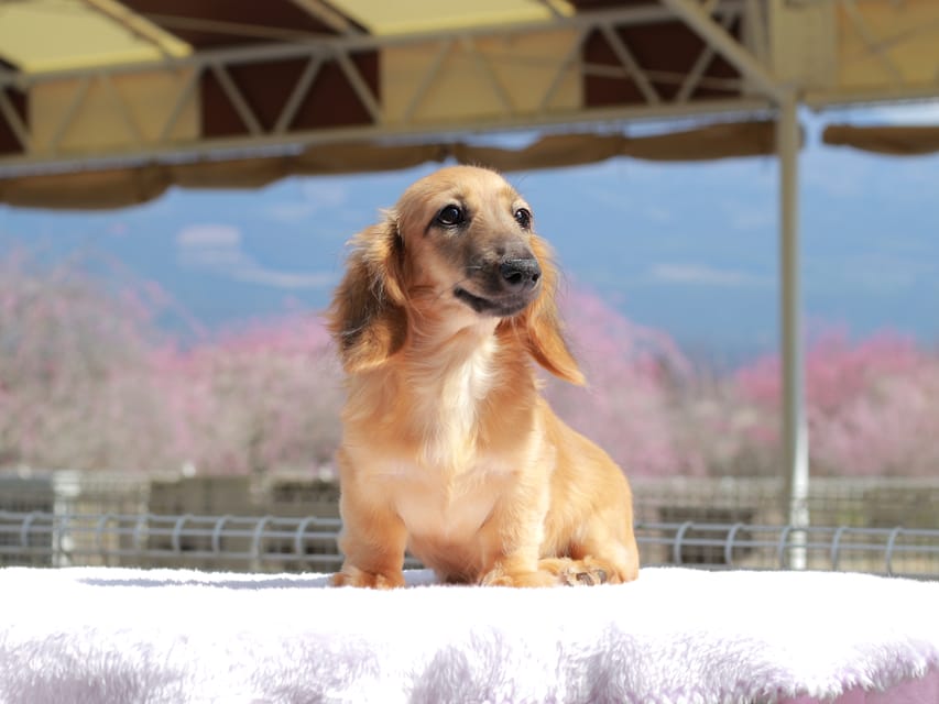 カニンヘン ダックスフンド カメオ ＆ ボノの子犬 レッド 男の子