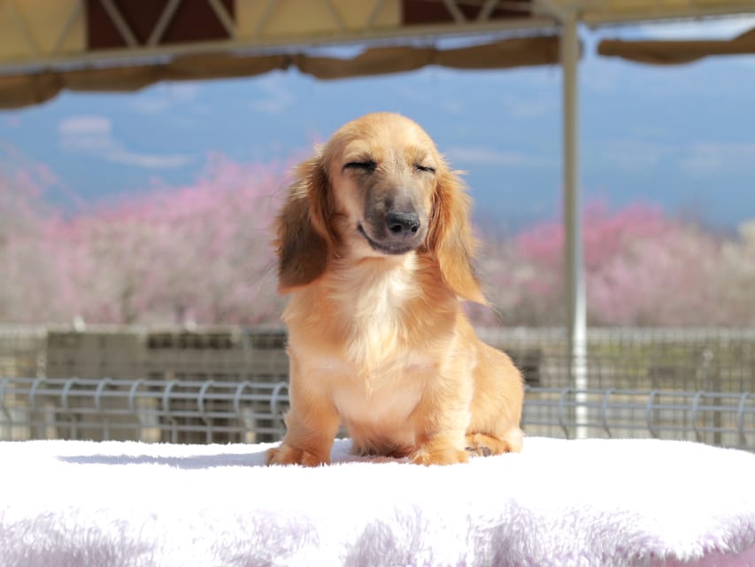 カニンヘン ダックスフンド カメオ ＆ ボノの子犬 レッド 男の子