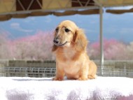 カメオ ＆ ボノの子犬 レッド 男の子 カニンヘンダックスフンド