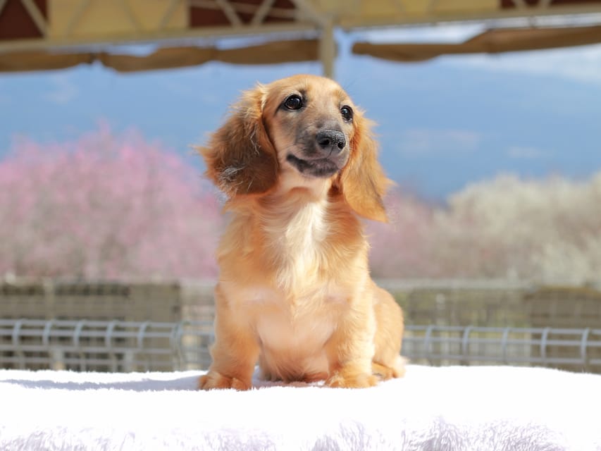 カニンヘン ダックスフンド カメオ ＆ ボノの子犬 レッド 男の子