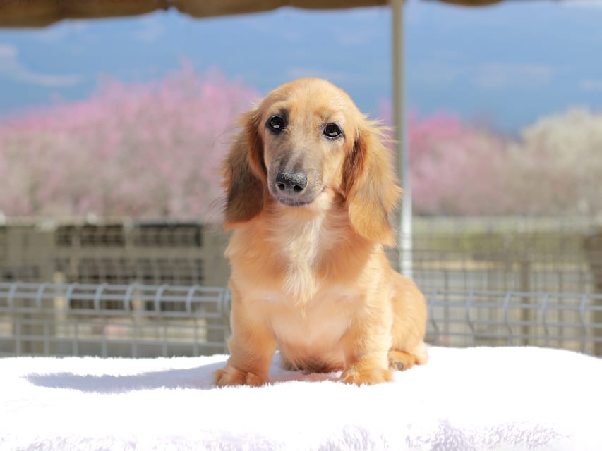 カニンヘン ダックスフンド カメオ ＆ ボノの子犬 レッド 男の子