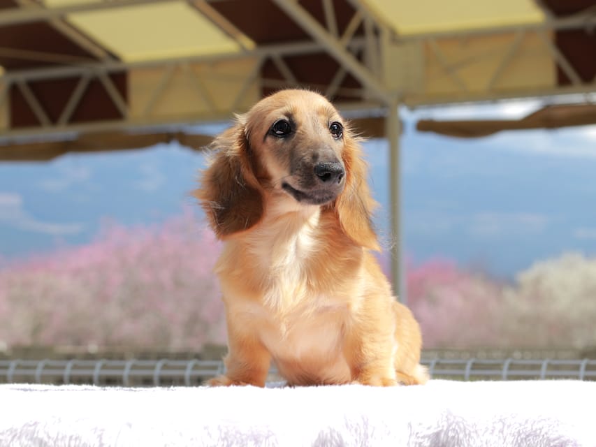 カニンヘン ダックスフンド カメオ ＆ ボノの子犬 レッド 男の子
