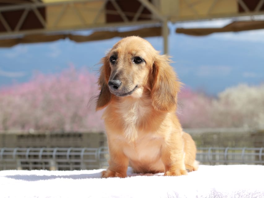 カニンヘン ダックスフンド カメオ ＆ ボノの子犬 レッド 男の子