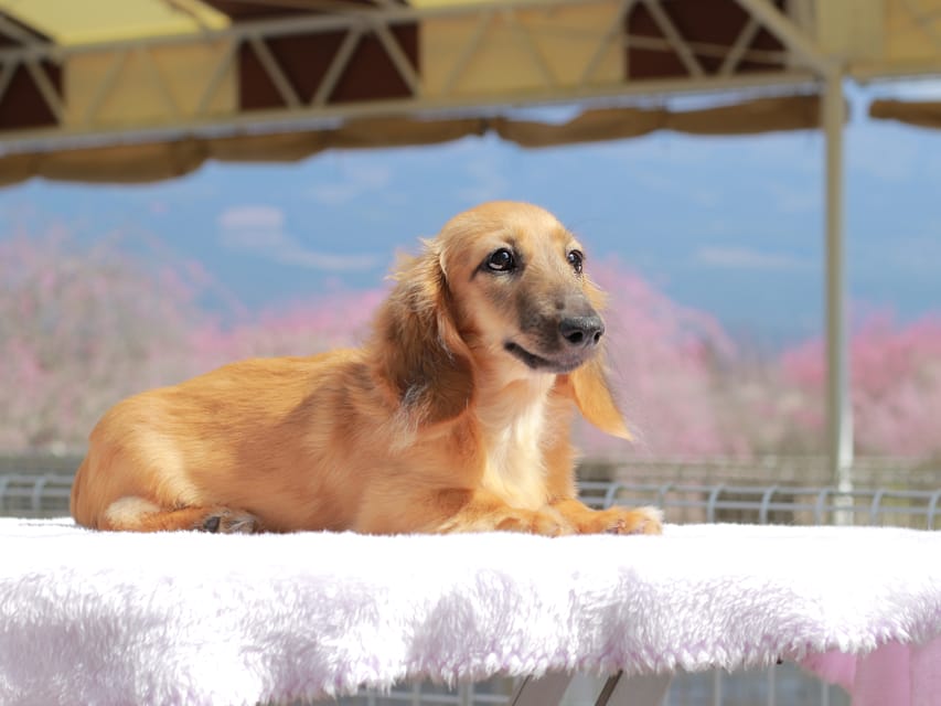 カニンヘン ダックスフンド カメオ ＆ ボノの子犬 レッド 男の子