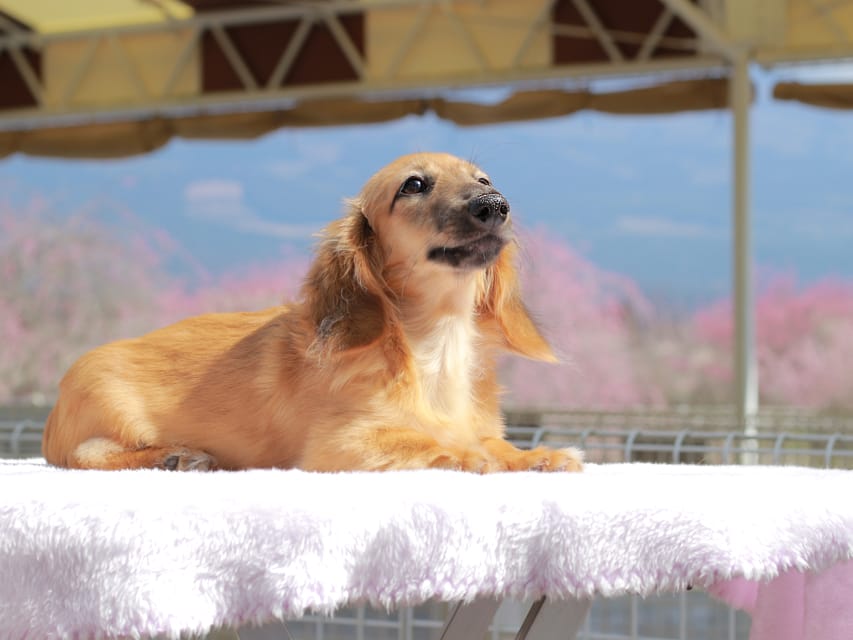 カニンヘン ダックスフンド カメオ ＆ ボノの子犬 レッド 男の子