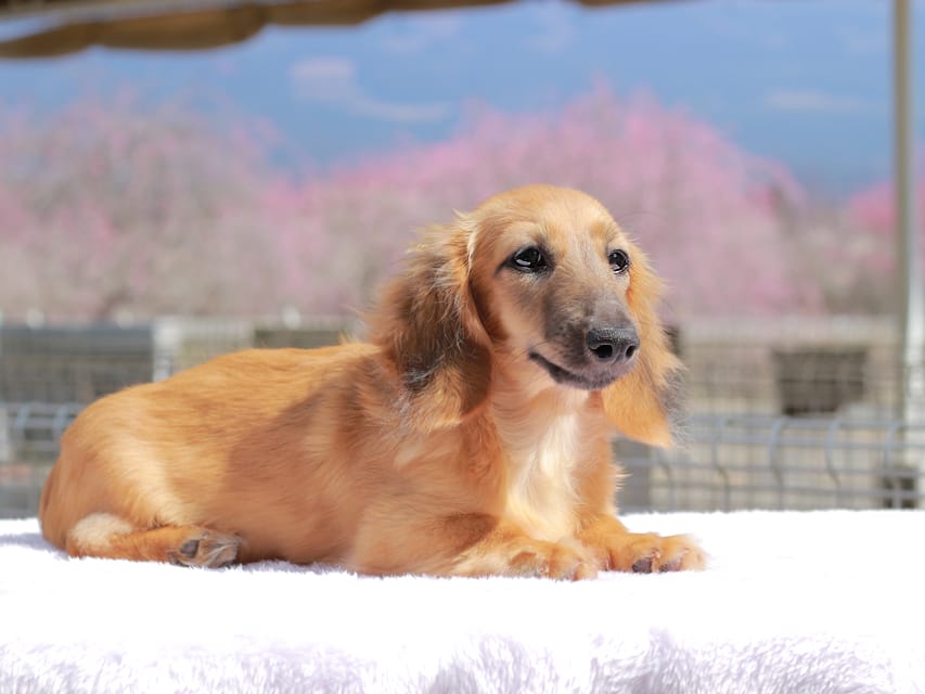 カニンヘン ダックスフンド カメオ ＆ ボノの子犬 レッド 男の子