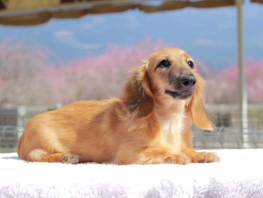 カニンヘン ダックスフンド カメオ ＆ ボノの子犬 レッド 男の子