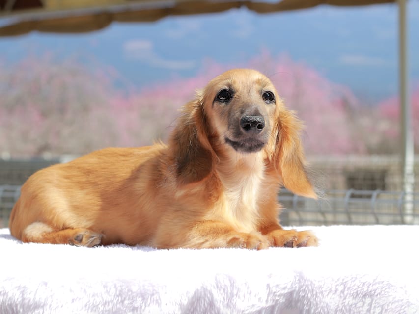 カニンヘン ダックスフンド カメオ ＆ ボノの子犬 レッド 男の子