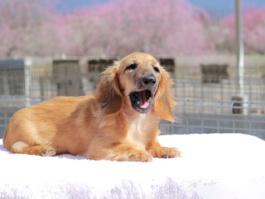 カニンヘン ダックスフンド カメオ ＆ ボノの子犬 レッド 男の子