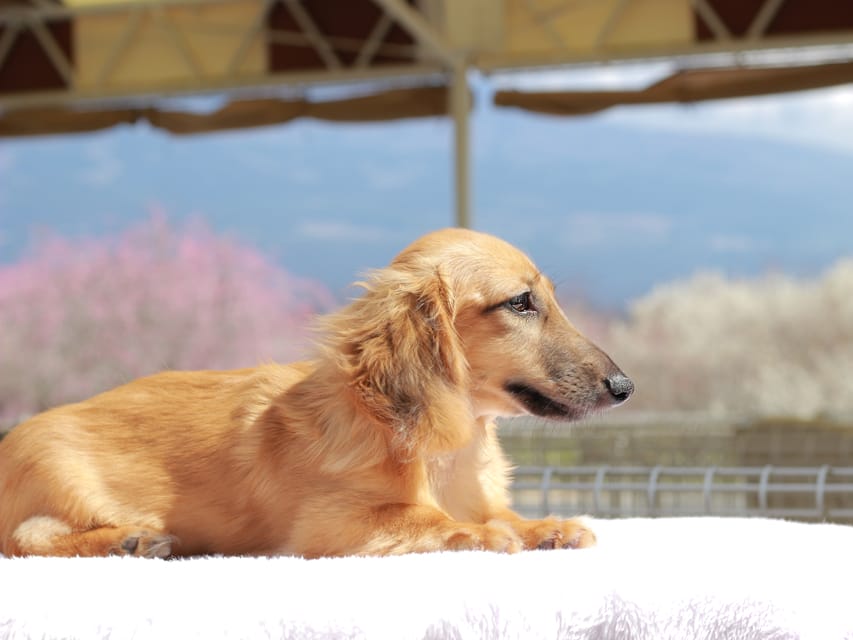 カニンヘン ダックスフンド カメオ ＆ ボノの子犬 レッド 男の子
