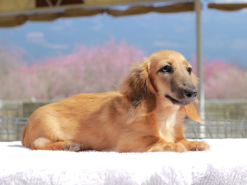 カニンヘン ダックスフンド カメオ ＆ ボノの子犬 レッド 男の子