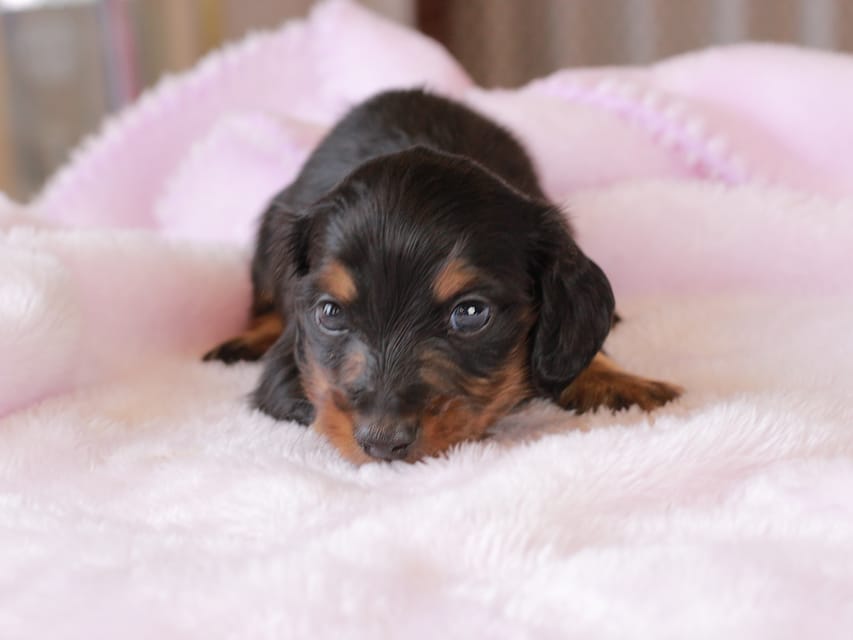 カニンヘン ダックスフンド ガナッシュ & ブルースの子犬 ブラックタン 男の子