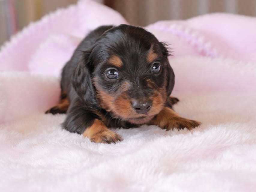 カニンヘン ダックスフンド ガナッシュ & ブルースの子犬 ブラックタン 男の子